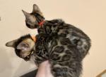 May 21st Bengal kittens - Bengal Kitten For Sale - Denver&comma; CO&comma; US