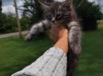 Fletcher - Maine Coon Kitten For Sale - Dayton&comma; OH&comma; US