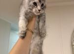 Aurora - Maine Coon Kitten For Sale - Pipe Creek&comma; TX&comma; US