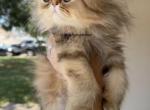 Malaki - Persian Kitten For Sale - Fort Worth&comma; TX&comma; US