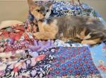 paisley - Devon Rex Cat For Sale - Lynchburg&comma; VA&comma; US