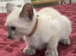 Brown Boy - Siamese Kitten For Sale - 