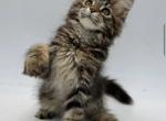 Maine Coon Kittens - Maine Coon Kitten For Sale - 