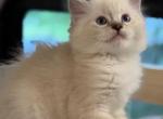 Lil' Bro - Ragdoll Kitten For Sale - Saugerties&comma; NY&comma; US