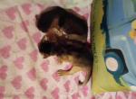 Holiday Happy and Holly - Abyssinian Kitten For Sale - Plymouth&comma; WI&comma; US