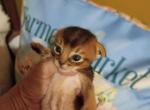 Holiday Happy and Holly - Abyssinian Kitten For Sale - Plymouth&comma; WI&comma; US