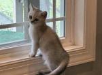 Zaya - Scottish Straight Kitten For Sale - Inman&comma; SC&comma; US