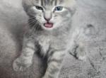 Cinco - Scottish Fold Kitten For Sale - 