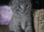 Jiggy - Scottish Fold Kitten For Sale - 