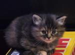 Celestite - Domestic Kitten For Sale - 