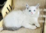 Major & Colonel - Ragdoll Kitten For Sale - Saint Clair&comma; MI&comma; US