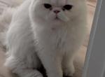 Ming - Persian Kitten For Sale - Wilmington&comma; NC&comma; US