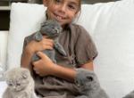 Classic Blue Scottish British Shorthair Mix - British Shorthair Kitten For Sale - Jacksonville&comma; FL&comma; US