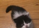 Jasper - Domestic Kitten For Sale - Denver&comma; CO&comma; US