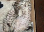 Bailey's litter - Bengal Kitten For Sale - 