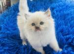 Lauren - Ragdoll Kitten For Sale - 