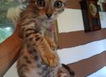 Bailey's litter - Bengal Kitten For Sale - Spring Grove&comma; PA&comma; US