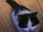 Onyx - Domestic Kitten For Sale - 