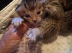 Co co's litter - Bengal Cat For Sale - Spring Grove&comma; PA&comma; US