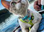 Monkey - Devon Rex Kitten For Sale - Spokane&comma; WA&comma; US