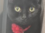 Velvet - Domestic Cat For Adoption - Newton&comma; NJ&comma; US