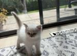 Sweetie - Scottish Straight Kitten For Sale - Crystal Lake&comma; IL&comma; US