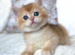 British Oliver1 - British Shorthair Kitten For Sale - Empire State&comma; NY&comma; US