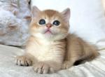 British Odri - British Shorthair Kitten For Sale - Empire State&comma; NY&comma; US