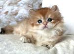 British Olivia1 - British Shorthair Kitten For Sale - Empire State&comma; NY&comma; US
