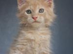 Maine Coon EZ Paul - Maine Coon Kitten For Sale - Brooklyn&comma; NY&comma; US