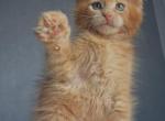 Maine Coon EZ Princ - Maine Coon Kitten For Sale - Brooklyn&comma; NY&comma; US