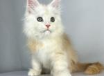 Maine Coon EZ Frank - Maine Coon Kitten For Sale - Brooklyn&comma; NY&comma; US