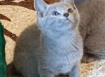 Russian Blue Kevin - Russian Blue Kitten For Sale - Brooklyn&comma; NY&comma; US