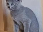 Russian Blue Devin - Russian Blue Kitten For Sale - Brooklyn&comma; NY&comma; US
