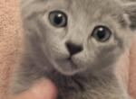 Russian Blue Julia - Russian Blue Kitten For Sale - Brooklyn&comma; NY&comma; US