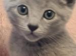 Russian Blue Dasha - Russian Blue Kitten For Sale - Brooklyn&comma; NY&comma; US