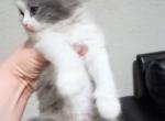 Caramels kittens male female - Persian Kitten For Sale - 