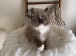Poppy - Ragdoll Kitten For Sale - 