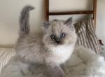 Iris - Ragdoll Kitten For Sale - North Lima&comma; OH&comma; US