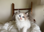 Ruby - Ragdoll Kitten For Sale - 