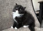 Boy Siberian Purebred Solid Black with White - Siberian Kitten For Sale - 
