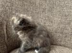Girl Siberian Purebred Blue Cream Torbie - Siberian Kitten For Sale - 