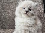 Boy Siberian Purebred Seal Lynx Point with White - Siberian Kitten For Sale - 
