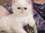 Frostbite - Himalayan Kitten For Sale - Dalton&comma; GA&comma; US