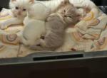 Minuet babies - Munchkin Kitten For Sale - White Deer&comma; TX&comma; US