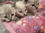 Ragamese Kittens - Siamese Kitten For Sale - 