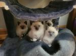 Ragamese Kitten Wait List - Ragdoll Kitten For Sale - Conifer&comma; CO&comma; US