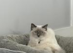 Rose - Ragdoll Cat For Adoption - Osceola&comma; IN&comma; US