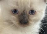 Ragdolls - Ragdoll Kitten For Sale - Scottsdale&comma; AZ&comma; US
