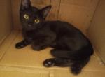 Toasterbath - Domestic Kitten For Sale - Bennettsville&comma; SC&comma; US